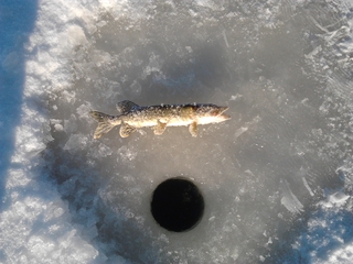 Northern Pike