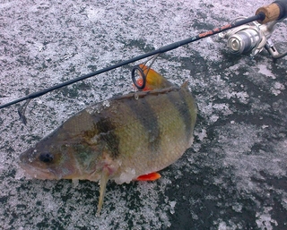 Eurasian perch