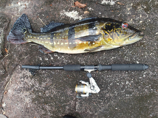 Speckled peacock bass