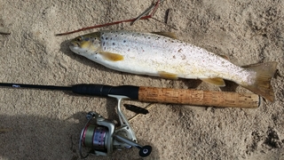 Brown Trout