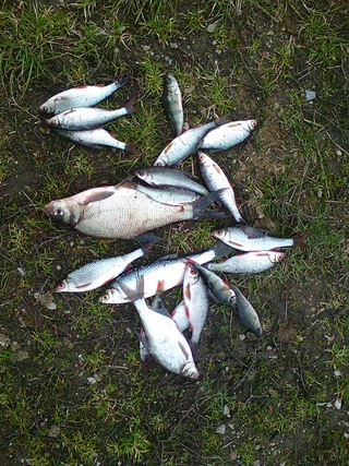Carp bream