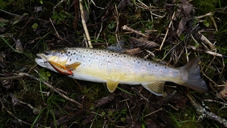 Brown Trout