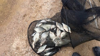 Carp bream