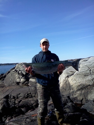 Atlantic salmon