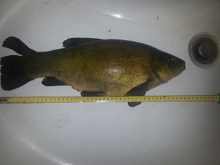 Tench