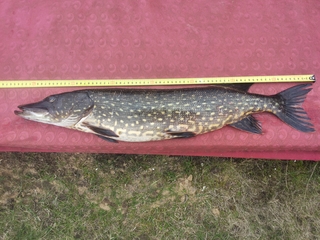 Northern Pike