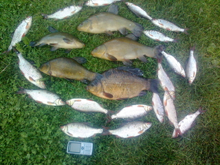 Crucian carp