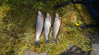 Brown Trout