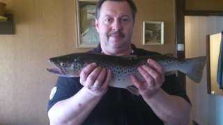 Brown Trout