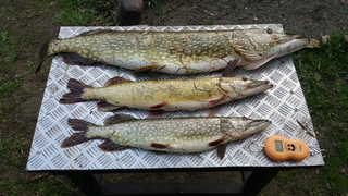 Northern Pike