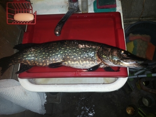 Northern Pike