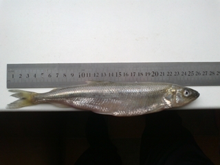 European smelt