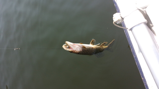 Northern Pike