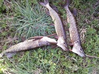 Northern Pike