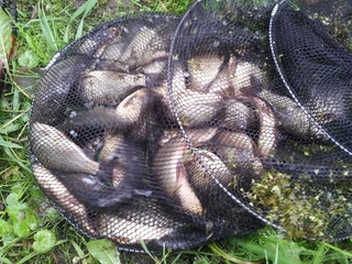 Crucian carp