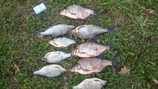 Carp bream