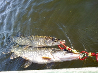 Northern Pike