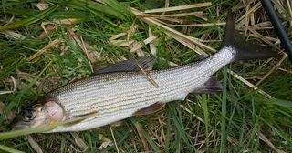 Grayling