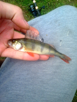 Eurasian perch
