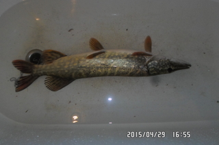 Northern Pike