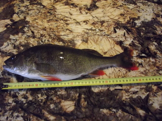Eurasian perch