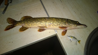 Northern Pike
