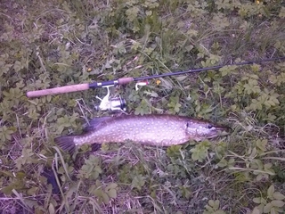 Northern Pike