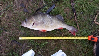 Eurasian perch