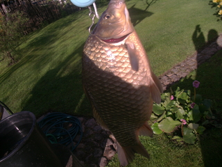 Crucian carp