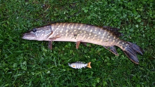 Northern Pike