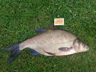 Carp bream