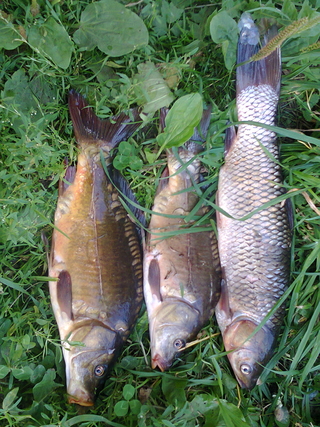Carp