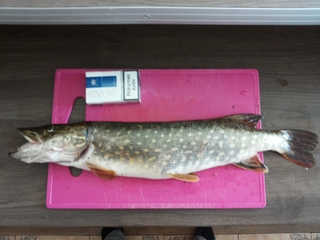 Northern Pike