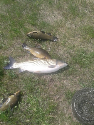 Grass carp
