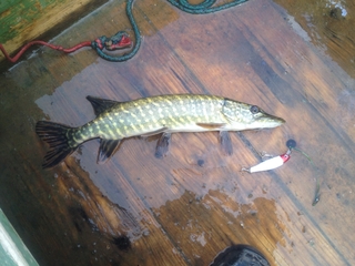 Northern Pike