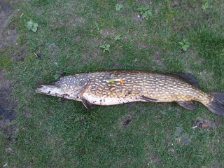 Northern Pike