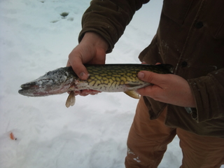 Northern Pike