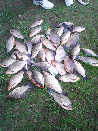 Crucian carp