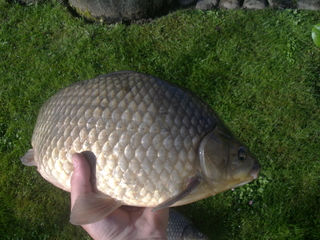 Crucian carp