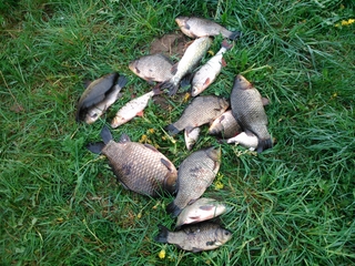 Crucian carp