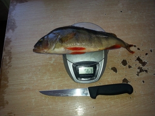 Eurasian perch