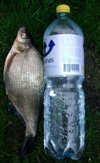 Carp bream