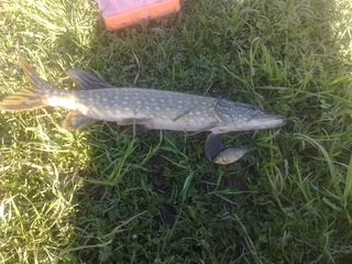 Northern Pike