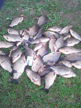 Crucian carp
