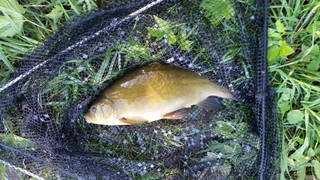 Tench