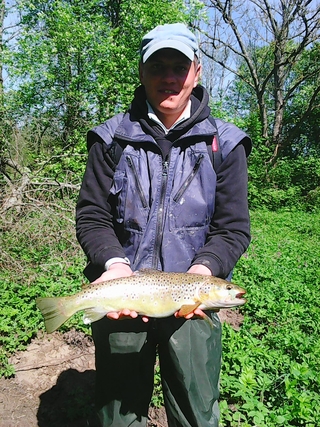 Brown Trout