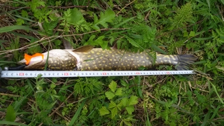 Northern Pike