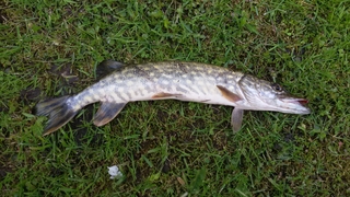 Northern Pike