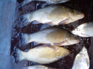 Crucian carp