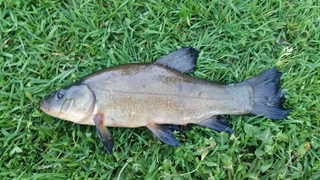 Tench